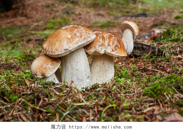 在地面上生长的野生蘑菇